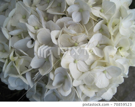White hydrangea White hydrangea 70859523