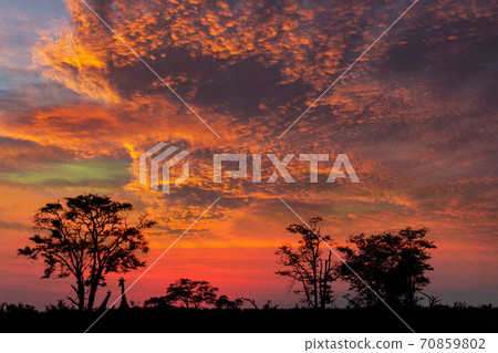 Sunset - Savuti - Botswana Sunset - Savuti - Botswana 70859802