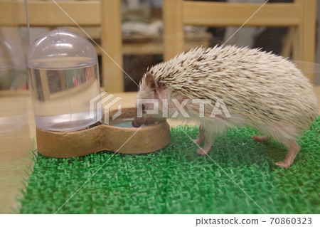Hedgehog popular as a pet Hedgehog popular as a pet 70860323