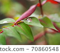 A polka dot after the rain 70860548