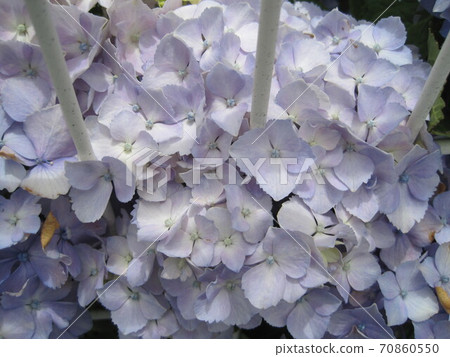 Light purple hydrangea through the fence Light purple hydrangea through the fence 70860550