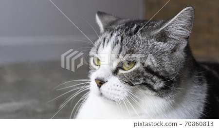 Lovely cute tabby cat close up,head shot Lovely cute tabby cat close up,head shot 70860813