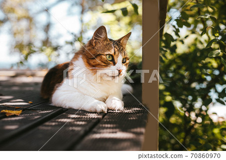 Fluffy tabby cat resting on a wooden veranda in summer with copy space. Injured eye, cataract Fluffy tabby cat resting on a wooden veranda in summer with copy space. Injured eye, cataract 70860970
