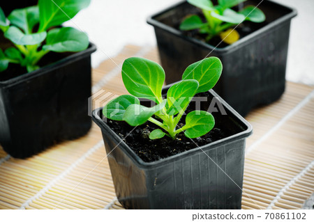 Seedlings of Petunia flowers close-up. Small green sprouts in containers. Seedlings of Petunia flowers close-up. Small green sprouts in containers. 70861102