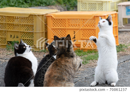 湯島會說話的島上島 湯島會說話的島上島 70861237