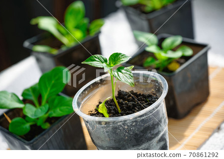 Seedlings of young green pepper close-up. Small green sprouts in containers. Seedlings of young green pepper close-up. Small green sprouts in containers. 70861292