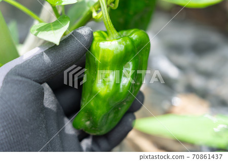 辣椒的栽培和收穫(7月)家庭花園 辣椒的栽培和收穫(7月)家庭花園 70861437