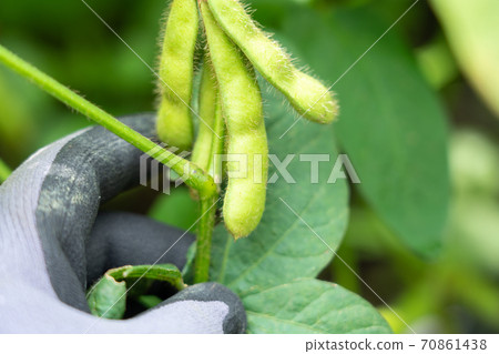 咖啡豆的收穫與收穫(7月)家庭花園 咖啡豆的收穫與收穫(7月)家庭花園 70861438