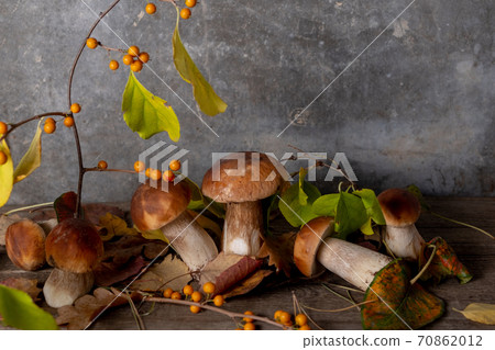 Artistic composition of fresh porcini mushrooms on a gray background Artistic composition of fresh porcini mushrooms on a gray background 70862012