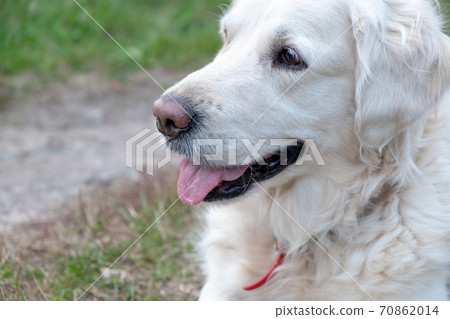 Dog of white color breed Golden Retriever close-up. Side view. Blur Dog of white color breed Golden Retriever close-up. Side view. Blur 70862014