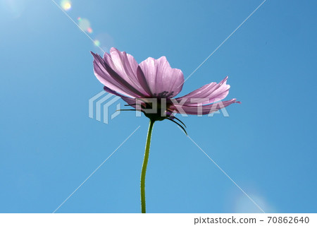 藍天和粉紅色的波斯菊 70862640