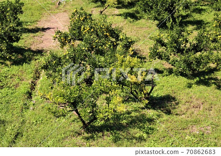 Chihayaakasaka mandarin orange field 70862683
