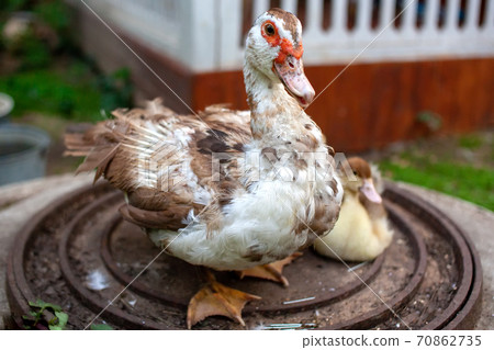 Duck with ducklings on the farm Duck with ducklings on the farm 70862735