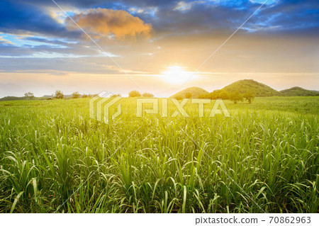 Sugarcane field at sunset. sugarcane is a grass of poaceae family. Sugarcane field at sunset. sugarcane is a grass of poaceae family. 70862963