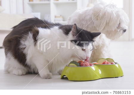 Dog and cat eating natural food from a bowl 70863153