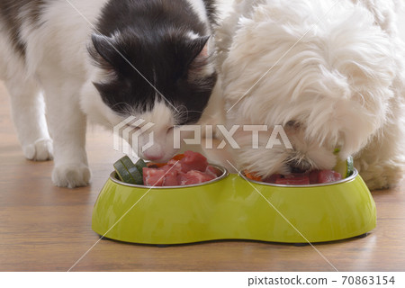 Dog and cat eating natural food from a bowl 70863154