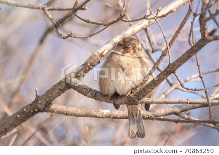 Sparrow sits on a branch without leaves with snow. Sparrow sits on a branch without leaves with snow. 70863250