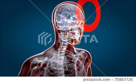 Human and brain xray, human anatomy, 3D Illustration 70863726