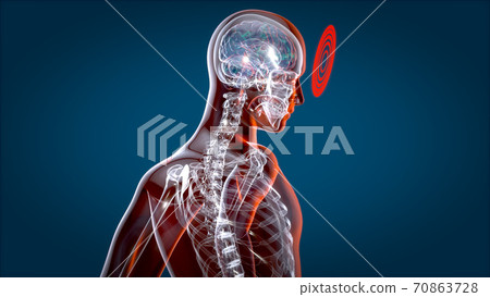 Human and brain xray, human anatomy, 3D Illustration 70863728