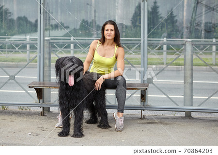 Lady and briard are waiting for bus on public transport stop. Lady and briard are waiting for bus on public transport stop. 70864203