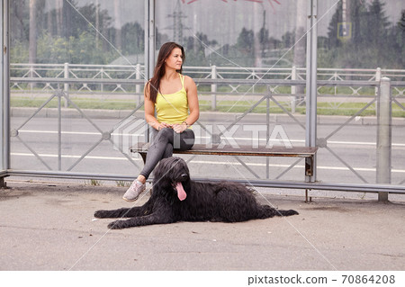 Black briard and woman are waiting for bus. 70864208