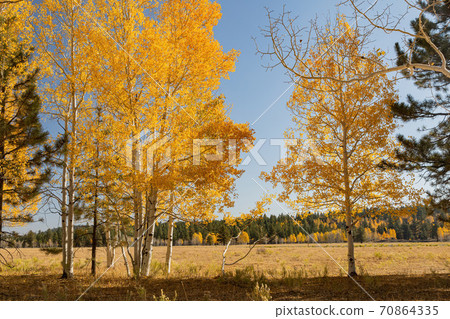 Beautiful sunny fall color of the Uinta Flat Designated Dispersed Camping Area Beautiful sunny fall color of the Uinta Flat Designated Dispersed Camping Area 70864335