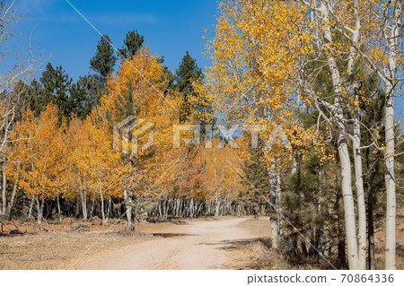 Beautiful sunny fall color of the Uinta Flat Designated Dispersed Camping Area Beautiful sunny fall color of the Uinta Flat Designated Dispersed Camping Area 70864336