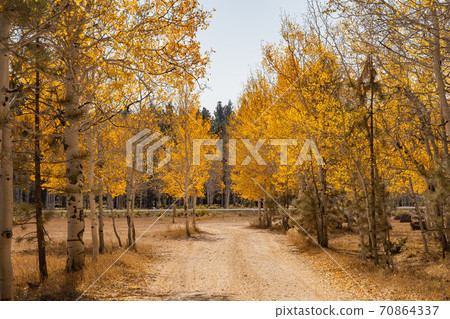 Beautiful sunny fall color of the Uinta Flat Designated Dispersed Camping Area Beautiful sunny fall color of the Uinta Flat Designated Dispersed Camping Area 70864337