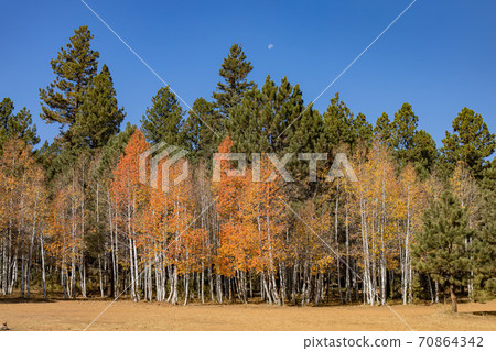 Beautiful sunny fall color of the Uinta Flat Designated Dispersed Camping Area Beautiful sunny fall color of the Uinta Flat Designated Dispersed Camping Area 70864342