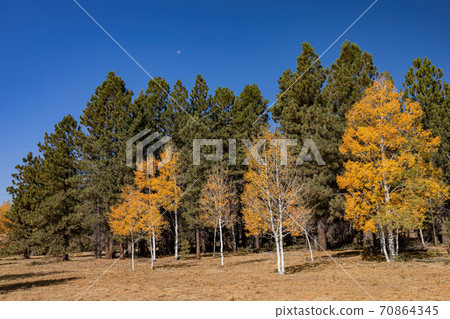 Beautiful sunny fall color of the Uinta Flat Designated Dispersed Camping Area Beautiful sunny fall color of the Uinta Flat Designated Dispersed Camping Area 70864345