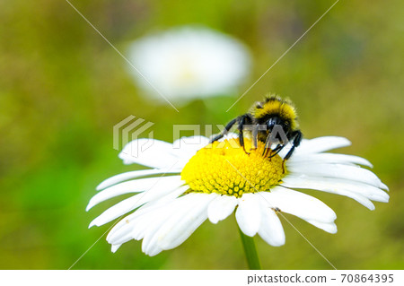 bumble bee sucks flower nectar from daisies 70864395