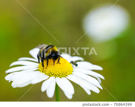 bumble bee sucks flower nectar from daisies 70864399