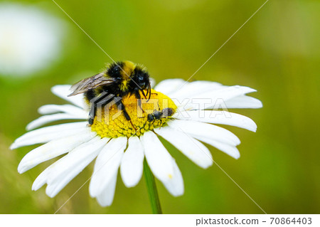 bumble bee sucks flower nectar from daisies 70864403