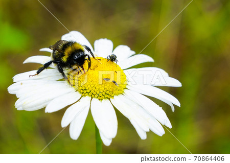 bumble bee sucks flower nectar from daisies bumble bee sucks flower nectar from daisies 70864406