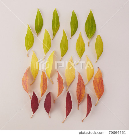 Autumn leaves rainbow color gradient. Autumn season change concept. 70864561