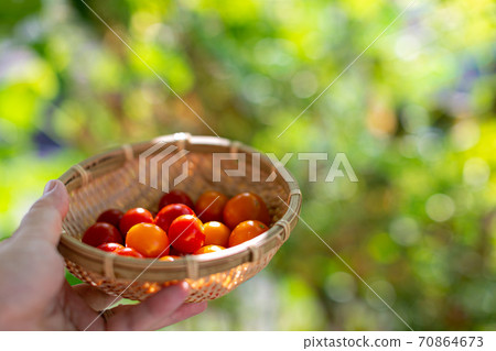小番茄 小番茄 70864673
