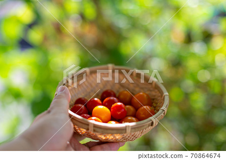小番茄 70864674