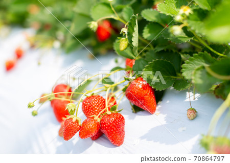 Strawberry picking strawberry house 70864797