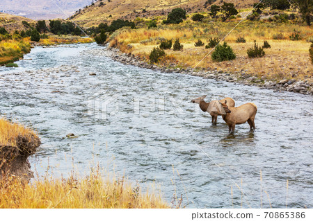 Elk in the river 70865386