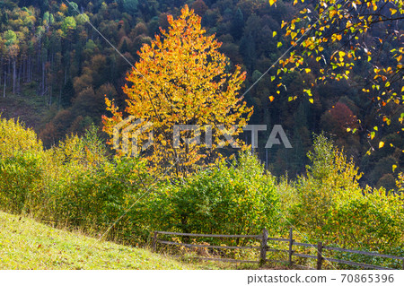 Autumn tree 70865396