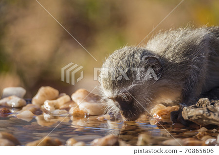 Vervet monkey in Kruger National park, South Africa 70865606