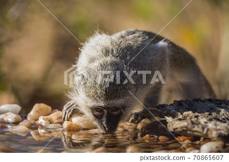 Vervet monkey in Kruger National park, South Africa 70865607