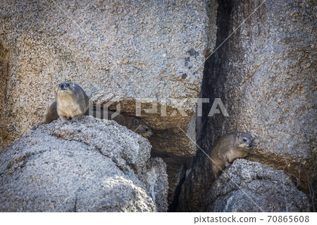 Rock hyrax in Kruger National park, South Africa 70865608