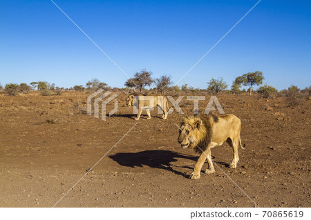 African lion in Kruger National park, South Africa 70865619