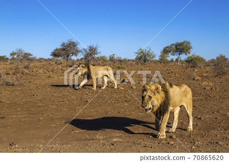African lion in Kruger National park, South Africa 70865620