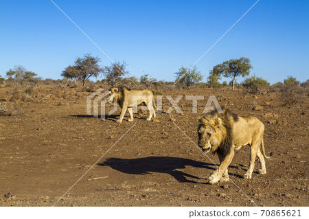 African lion in Kruger National park, South Africa 70865621