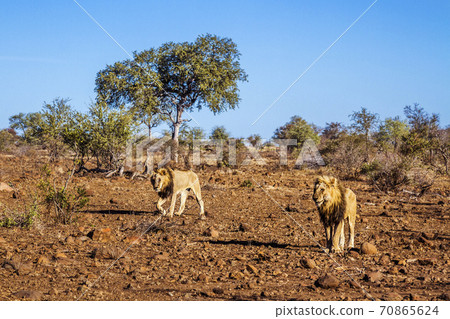 African lion in Kruger National park, South Africa African lion in Kruger National park, South Africa 70865624