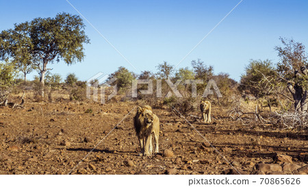 African lion in Kruger National park, South Africa African lion in Kruger National park, South Africa 70865626