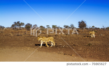 African lion in Kruger National park, South Africa African lion in Kruger National park, South Africa 70865627