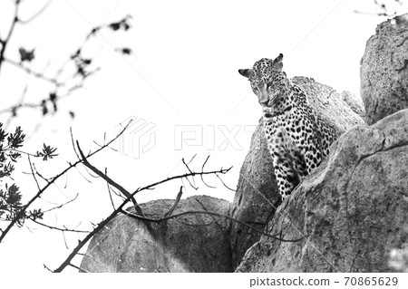Leopard in Kruger National park, South Africa Leopard in Kruger National park, South Africa 70865629